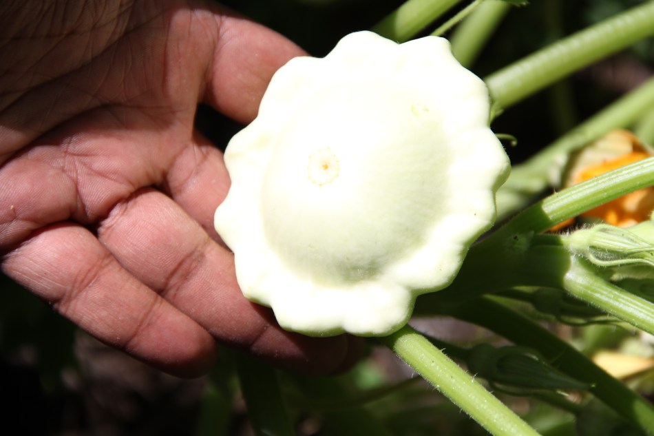 Michael Twitty's Cymling Squash