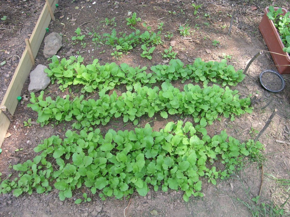 Greens Week 3BCHWcopyright2008