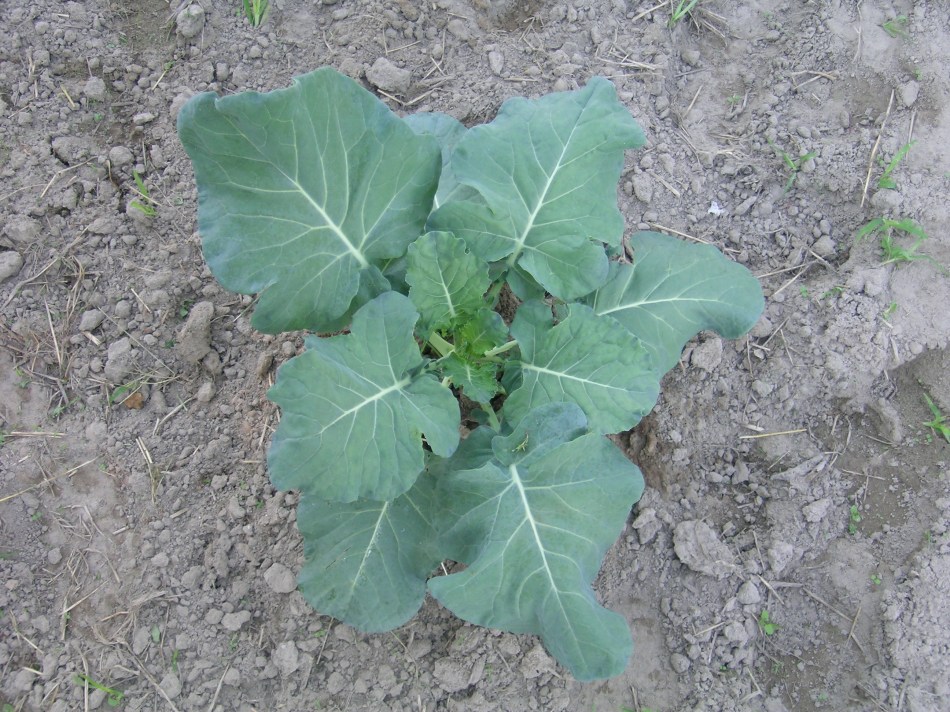 Cweierkecopyright2007