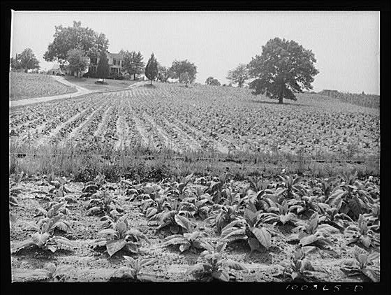 Tobacco Field, Southern Maryland