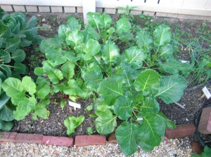 Green Glaze Collards