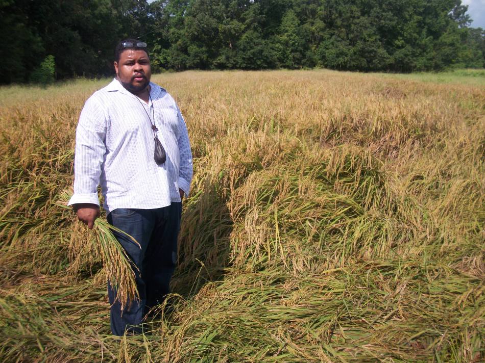 In the Rice Field, SC