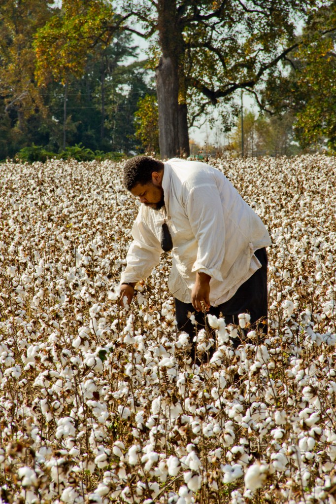 Picking Cotton, Chippokes Plantation State Park, VA