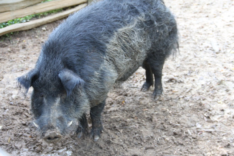 The Kinda Hog Your Forefathers Raised