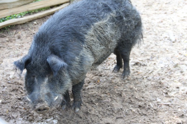 Hog Killing Time–Comments and Commentary on a Southern Plantation ...