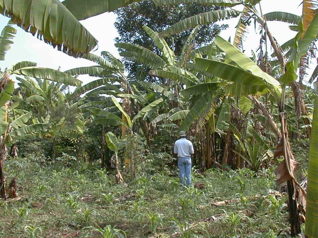 Intercropping in upland Burundi, central Africa