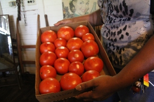 Creole Tomatoes, Louisiana, The Cabin Restaurant